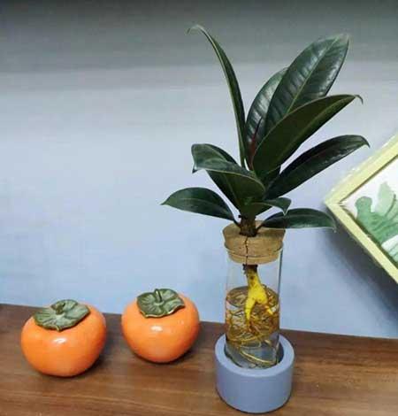 碱性水适合养什么花