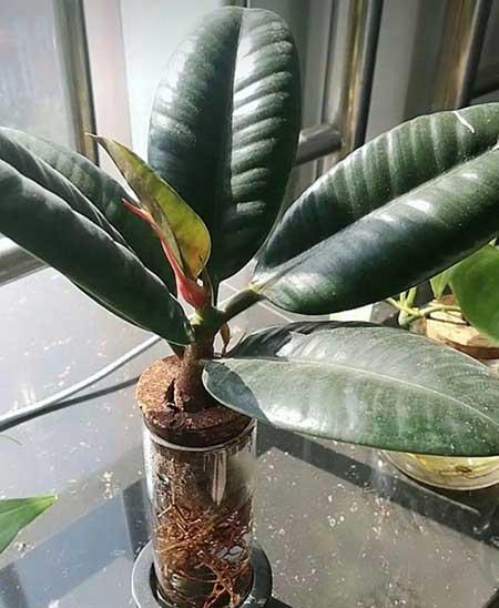碱性水适合养什么花