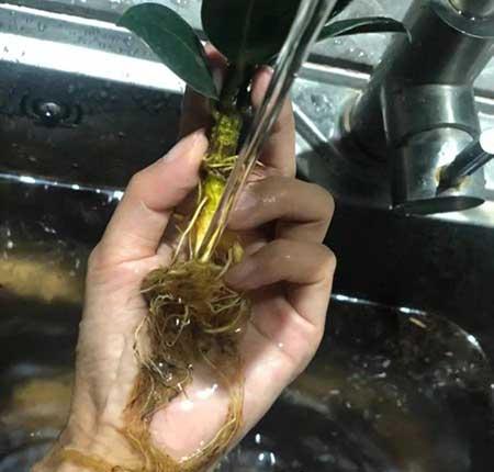 碱性水适合养什么花