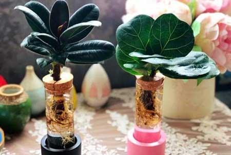 碱性水适合养什么花