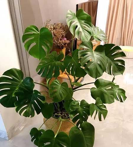 家养好活的绿植