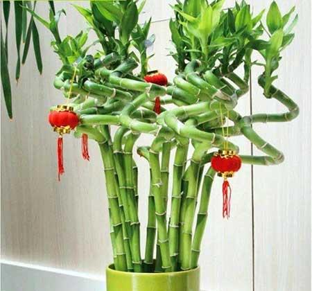 家里养什么花最好?