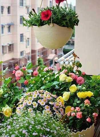 家里养的植物用什么肥料
