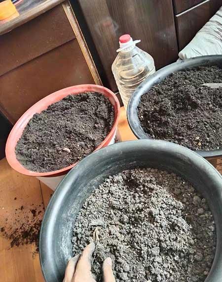 家里养的植物用什么肥料