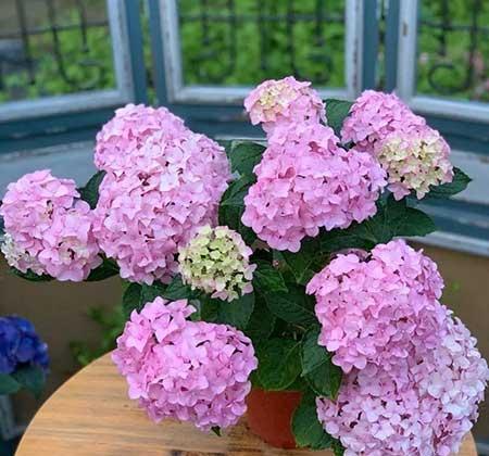家里养的植物用什么肥料