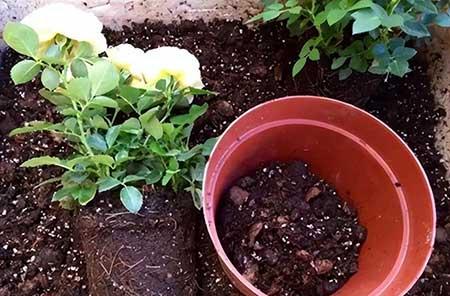 家里养的植物用什么肥料