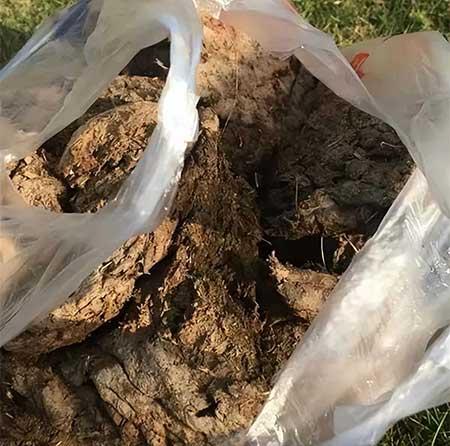 家里养的植物用什么肥料