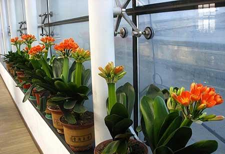 家里养的绿色植物