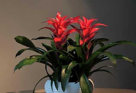 家里养的绿色植物