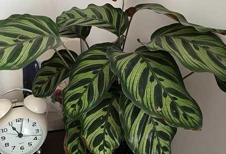 家里养的绿色植物
