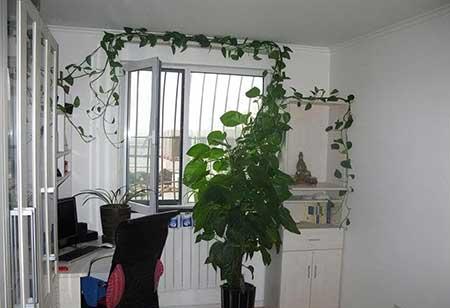 家里养的绿色植物