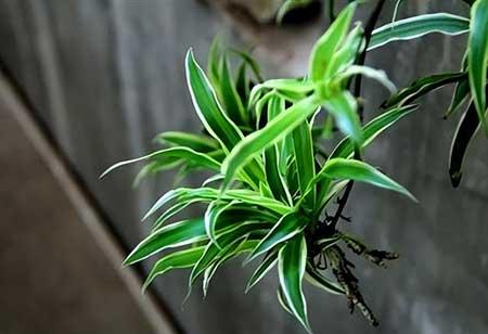 家里养的绿色植物
