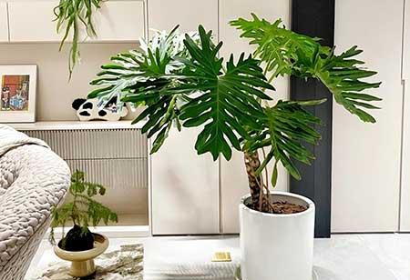 家里养的绿色植物