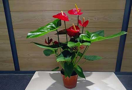 家里养的绿色植物