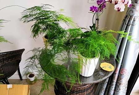 家里养的绿色植物