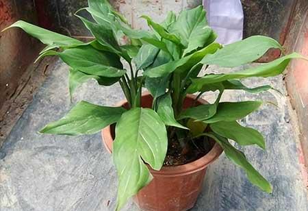 家里养的绿色植物