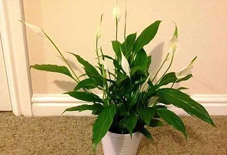 家里养的绿色植物