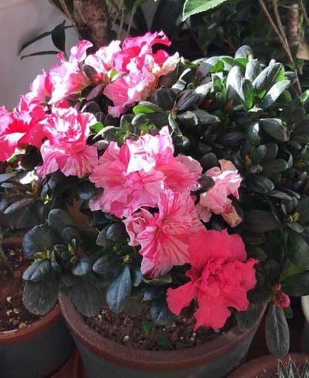 家里的花怎么养