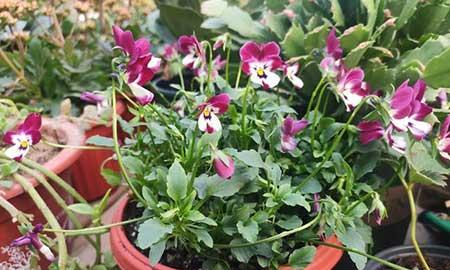 家里的花怎么养