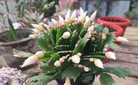 家里的花怎么养
