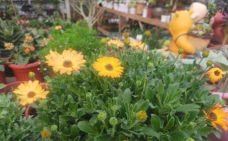 家里的花怎么养