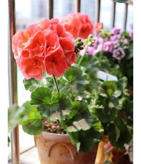 花能养活吗