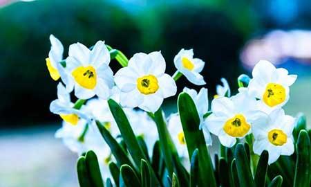 花能养活吗