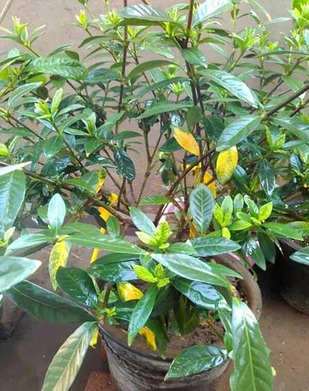 花能养活吗