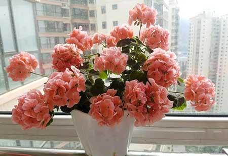 花能养活吗