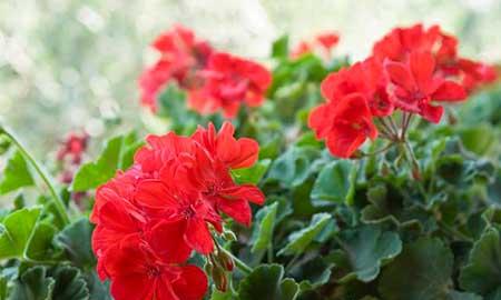 花能养活吗
