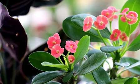 花能养活吗
