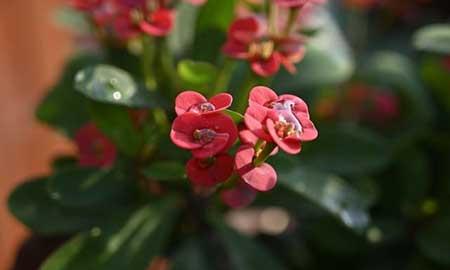 花能养活吗