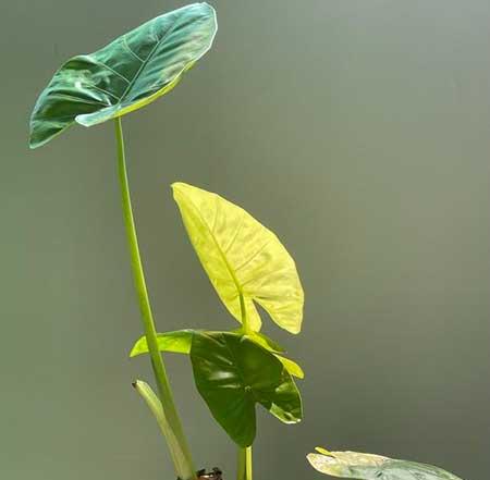 花能养活吗