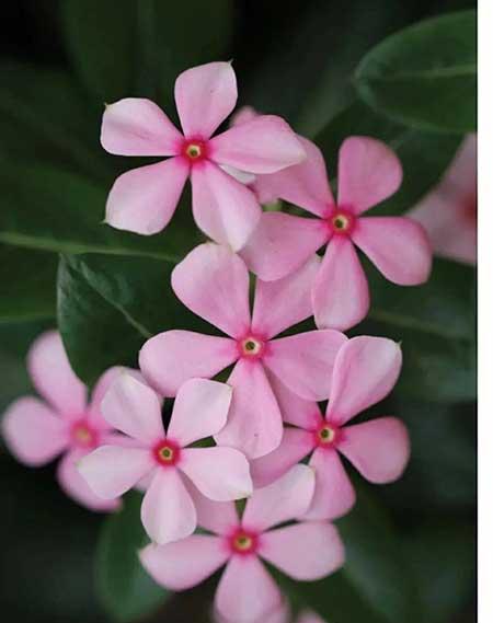 花能养活吗