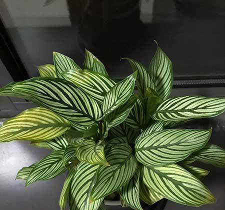 花卉竹芋怎么养