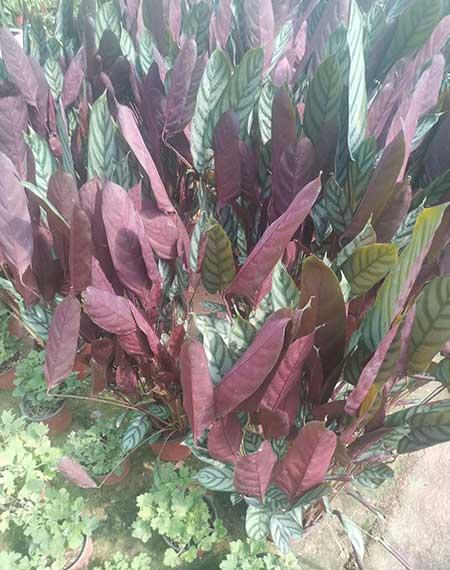 花卉竹芋怎么养