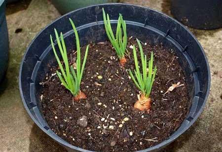 花卉养殖方法