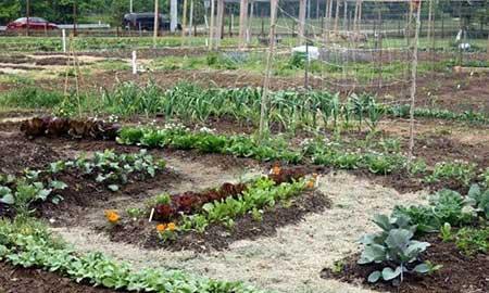 花卉养殖方法
