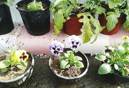 花卉养护知识