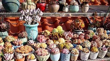 花卉养护图片