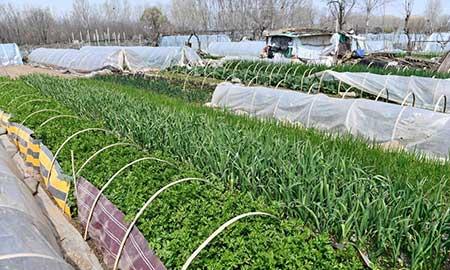 花卉养根用什么肥