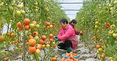 花卉养根用什么肥