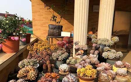 花卉市场盆栽花能养活吗