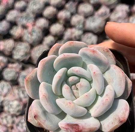 花卉市场盆栽花能养活吗
