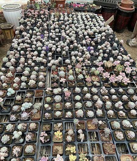 花卉市场盆栽花能养活吗