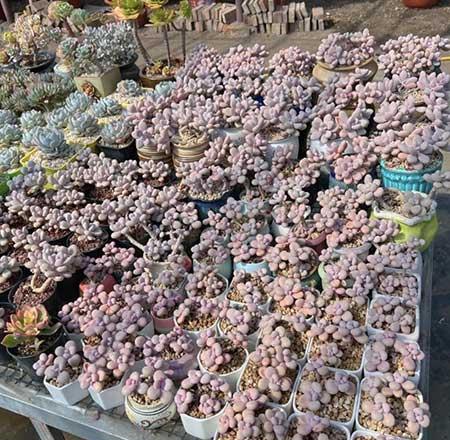 花卉市场盆栽花能养活吗