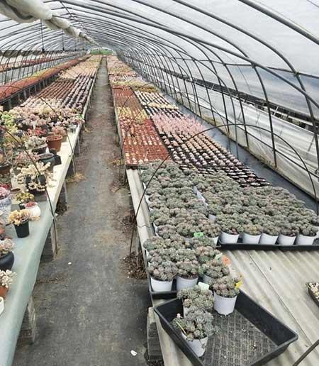 花卉市场盆栽花能养活吗