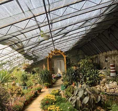 花卉市场盆栽花能养活吗