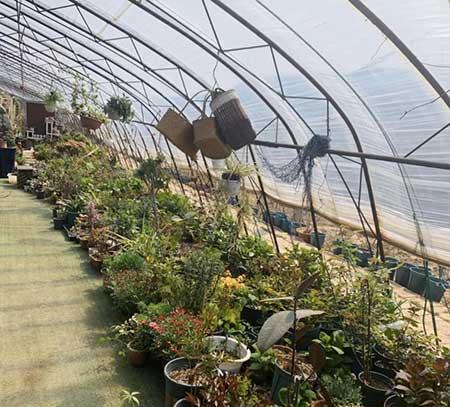 花卉市场盆栽花能养活吗