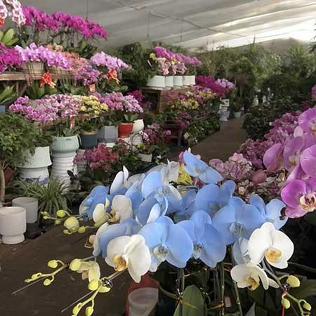 花卉市场盆栽花能养活吗